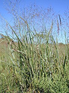 Switchgrass