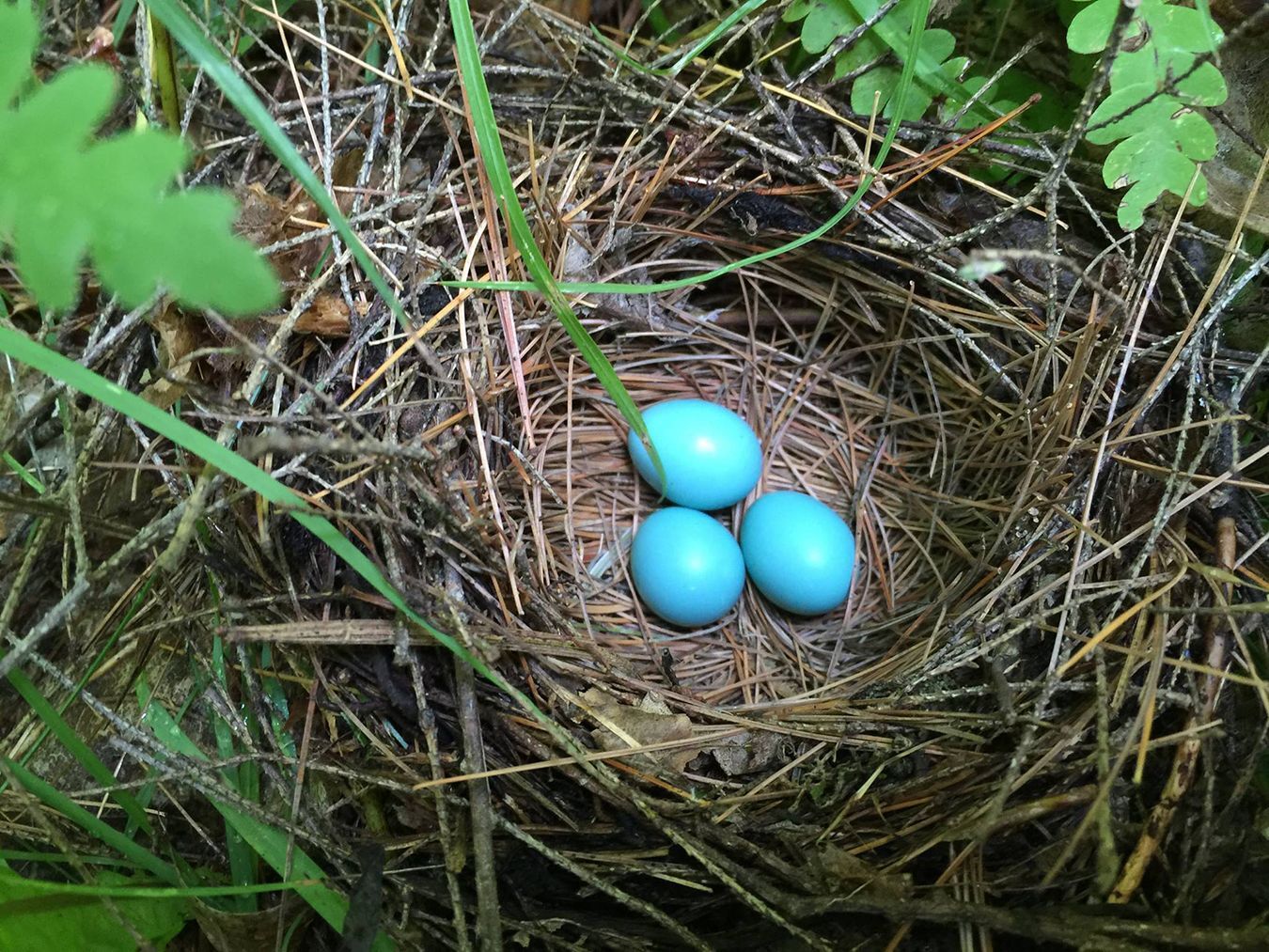 Robin eggs