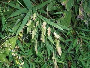 Inland Sea Oats