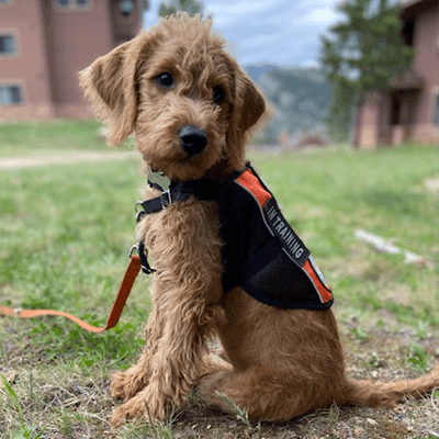 Service Pup-in-Training, Archie, and Heather, IHDI's Director of People and Community, headed to Estes Park to be part of The Listen Foundation - Cochlear Implant Family Camp!