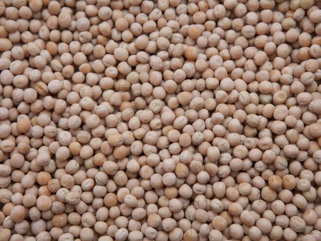 White Millet (98%), 50lbs