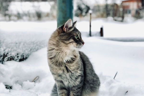 Cat outdoors in winter