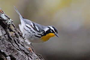 Yellow-throated Warbler