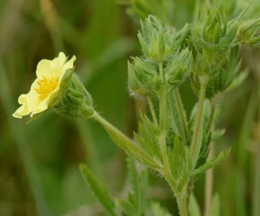 Sulphur Cinquefoil