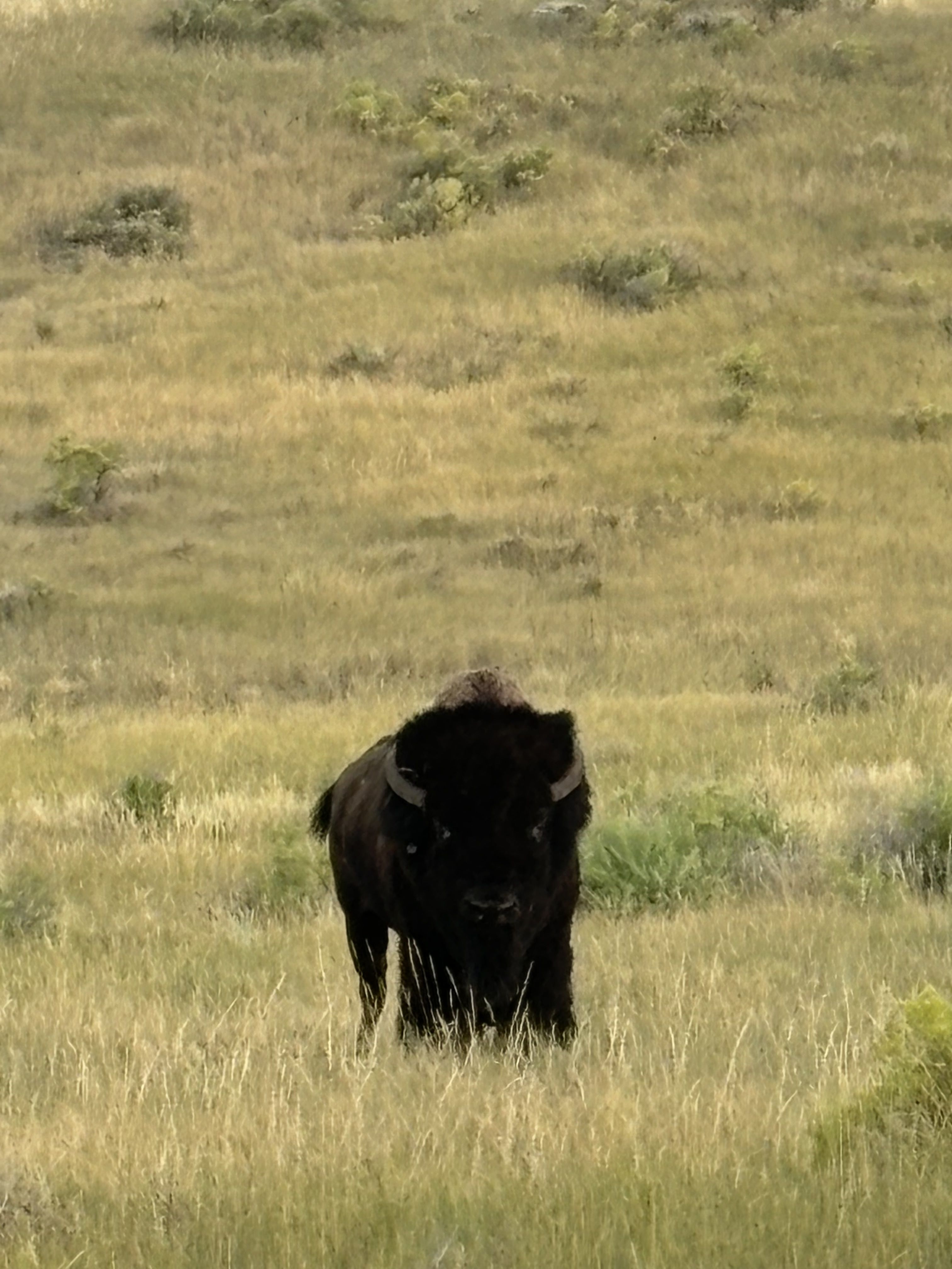 A bison stands in the middle of a grassy prairie