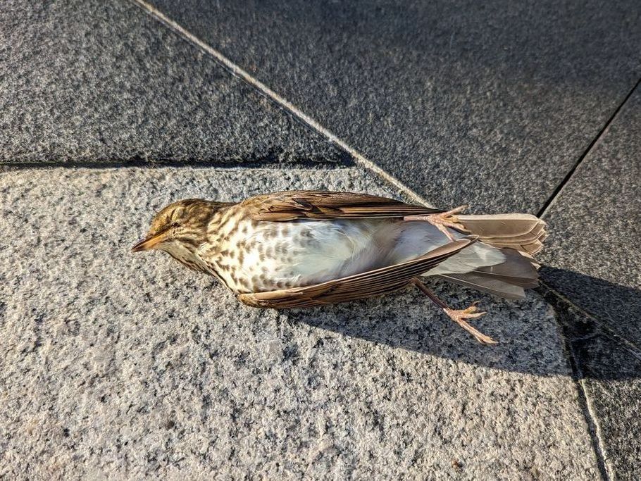 A Swainson's Thrush lays dead on the sidewalk.