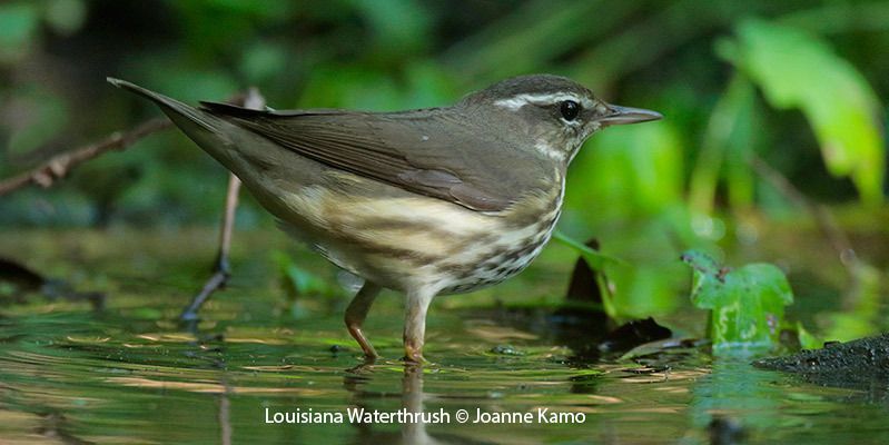 Louisiana Waterthrush