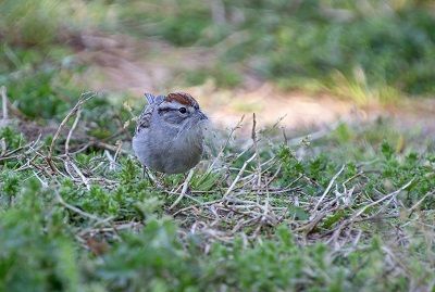 Bird-Watching