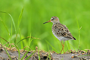 Pectoral Sandpiper