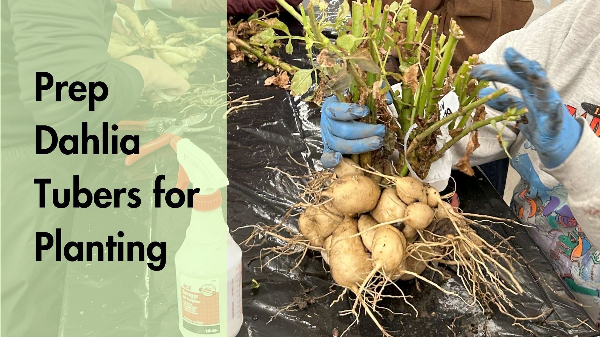 volunteer divides dahlia tubers