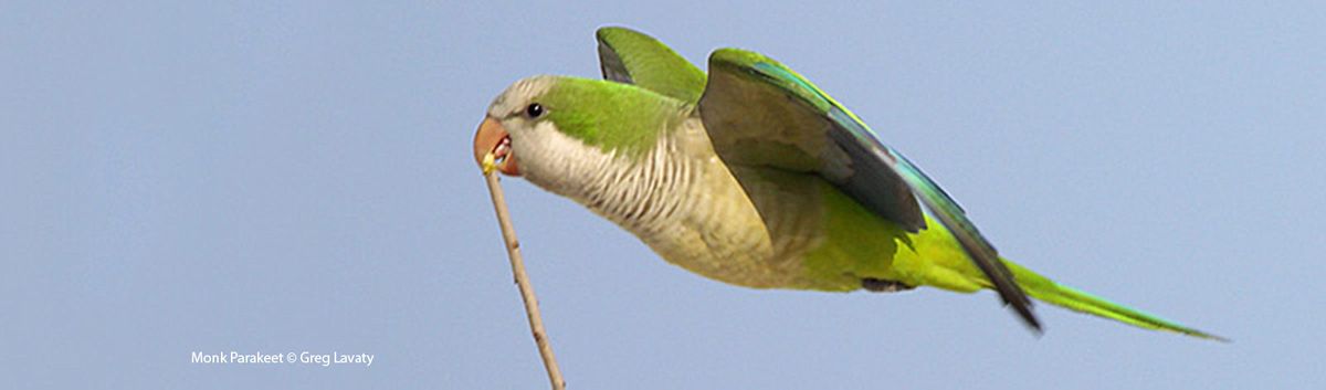 Monk Parakeet | Bird Gallery | Houston Audubon