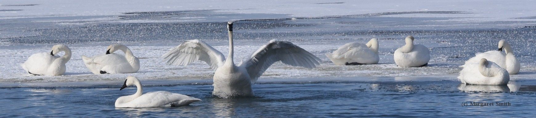 Sign up to receive the monthly Enewsletter of The Trumpeter Swan Society and you'll receive updates about swan issues, events and more! You can unsubscribe any time.