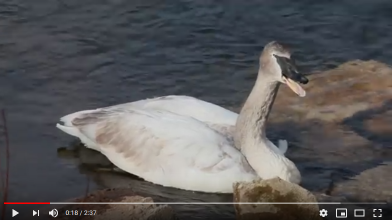 YouTube video of cygnet with lead poisoning