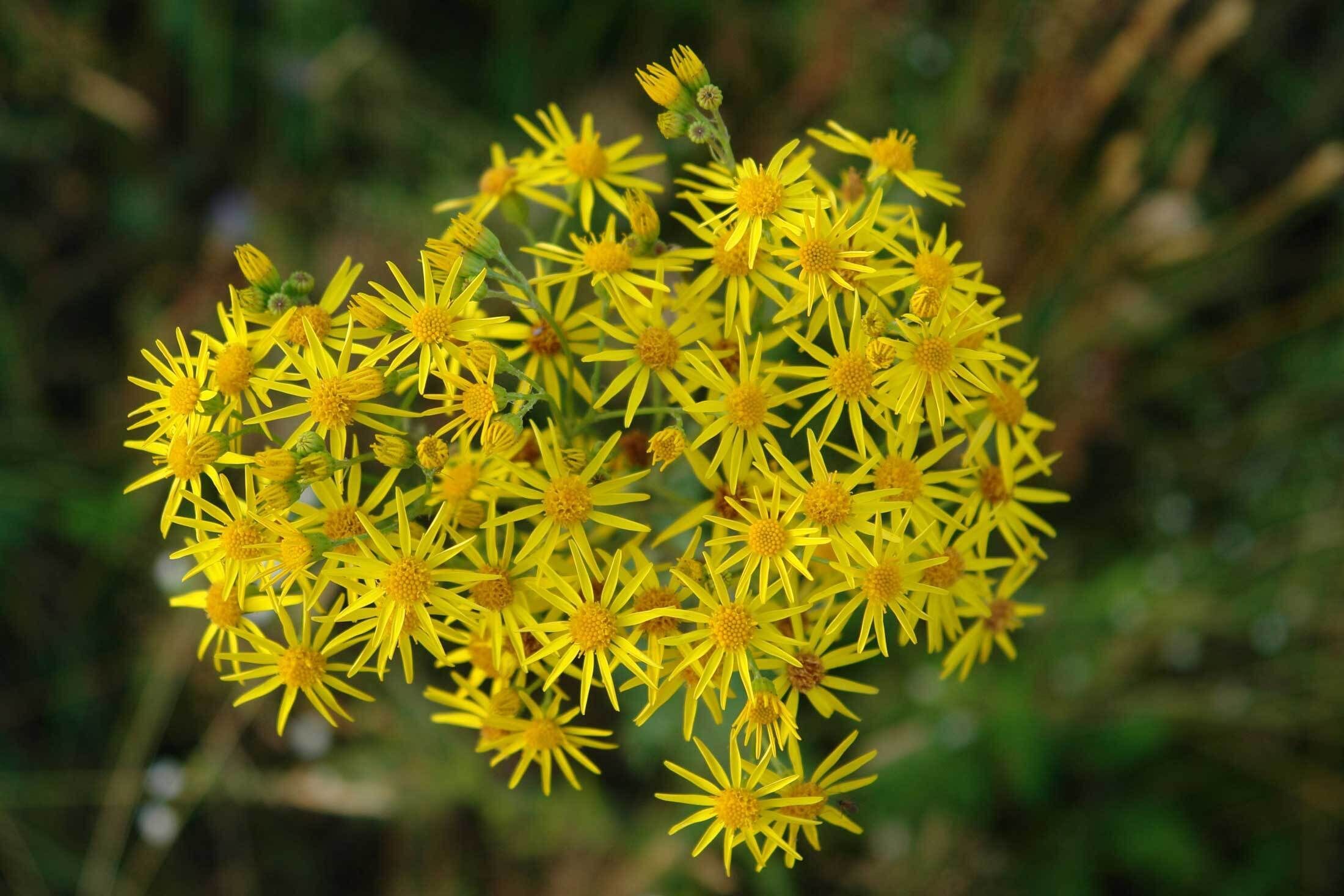 Tansy Ragwort