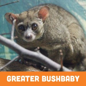 Greater Bushbaby
