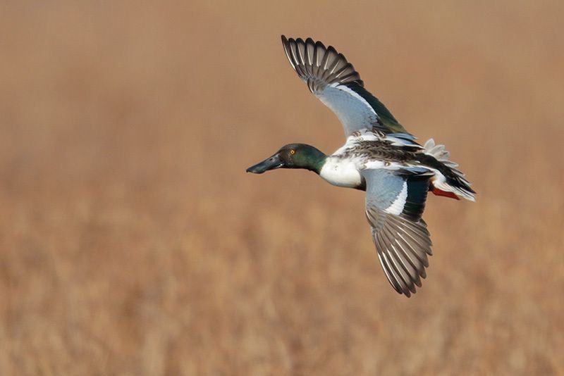 Northern Shoveler (male)