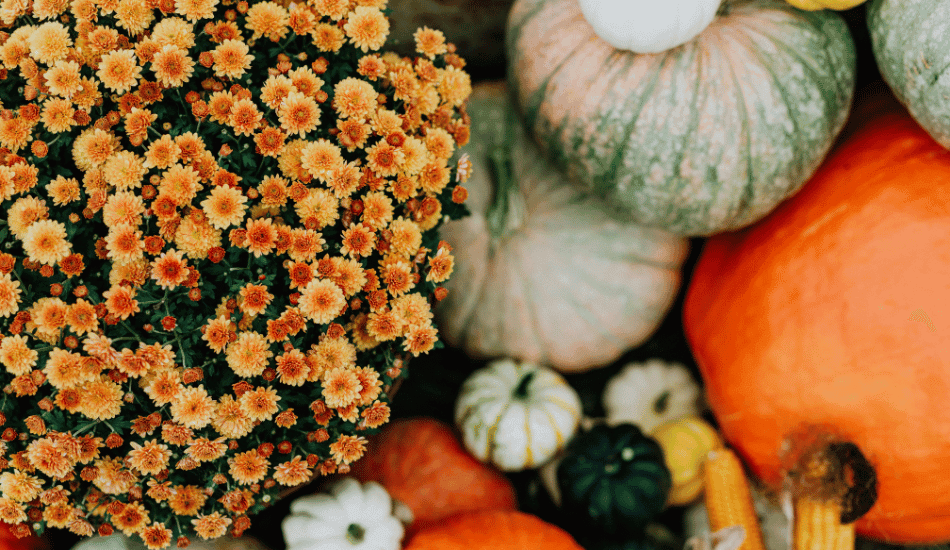Orange and yellow flowers with multi-colored pumpkins and gourds.