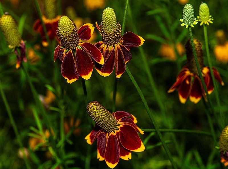 Mexican Hat