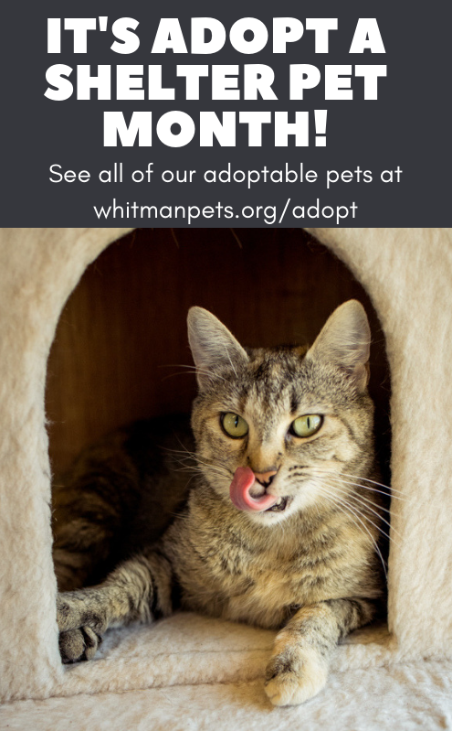 Adopt a Shelter Pet Month!