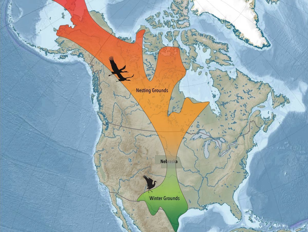 Map outlining the northward migration of sandhill cranes through Nebraska and the Great Plains from southern wintering grounds.