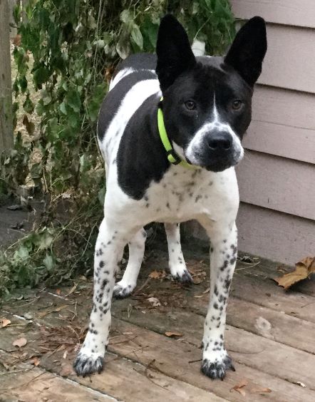Kane - ADOPTED