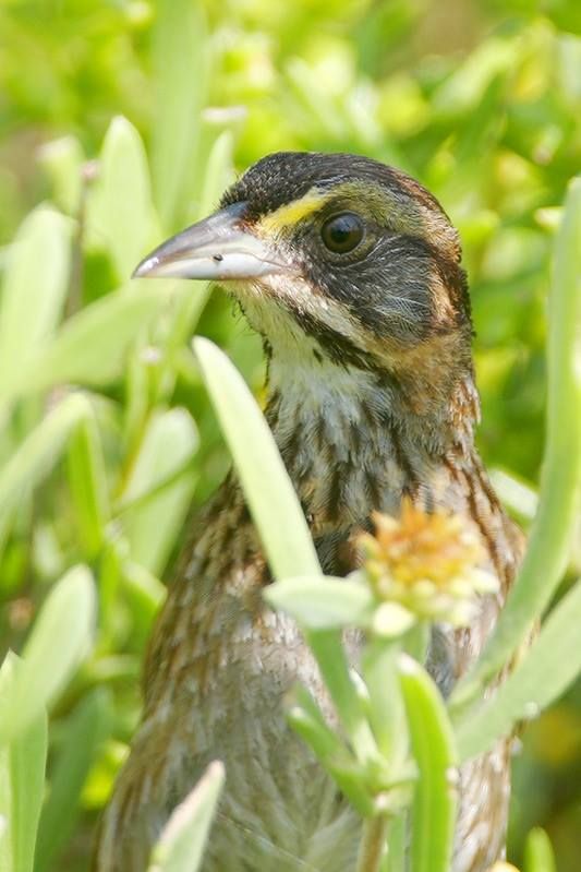 Seaside Sparrow