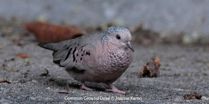 Common Ground-Dove