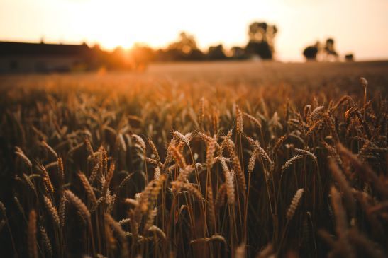 Shavuot