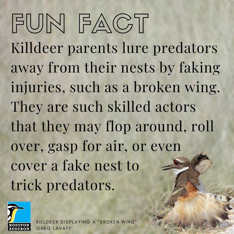 Killdeer fun fact