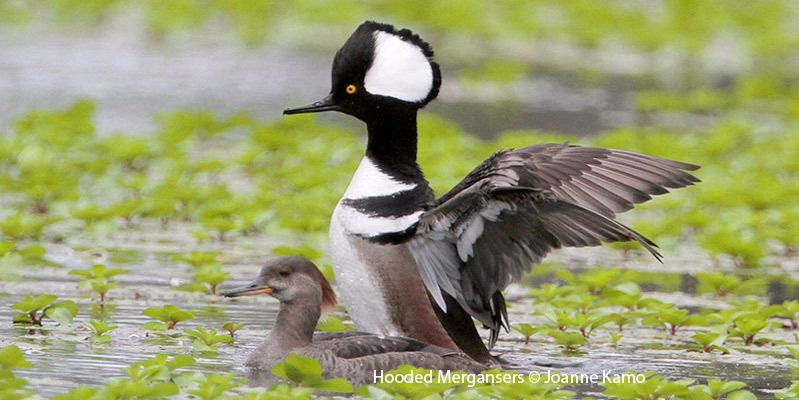 Hooded Merganser