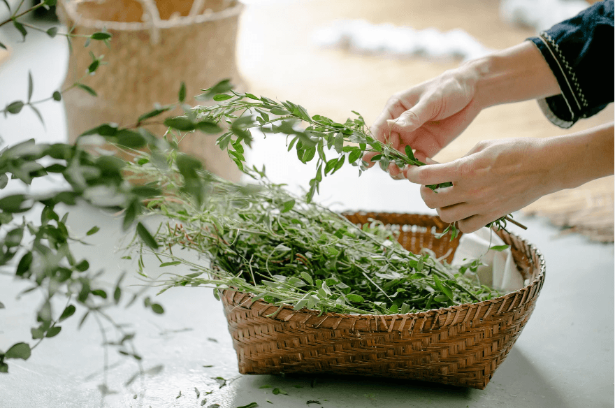 Hands trimming Herbs