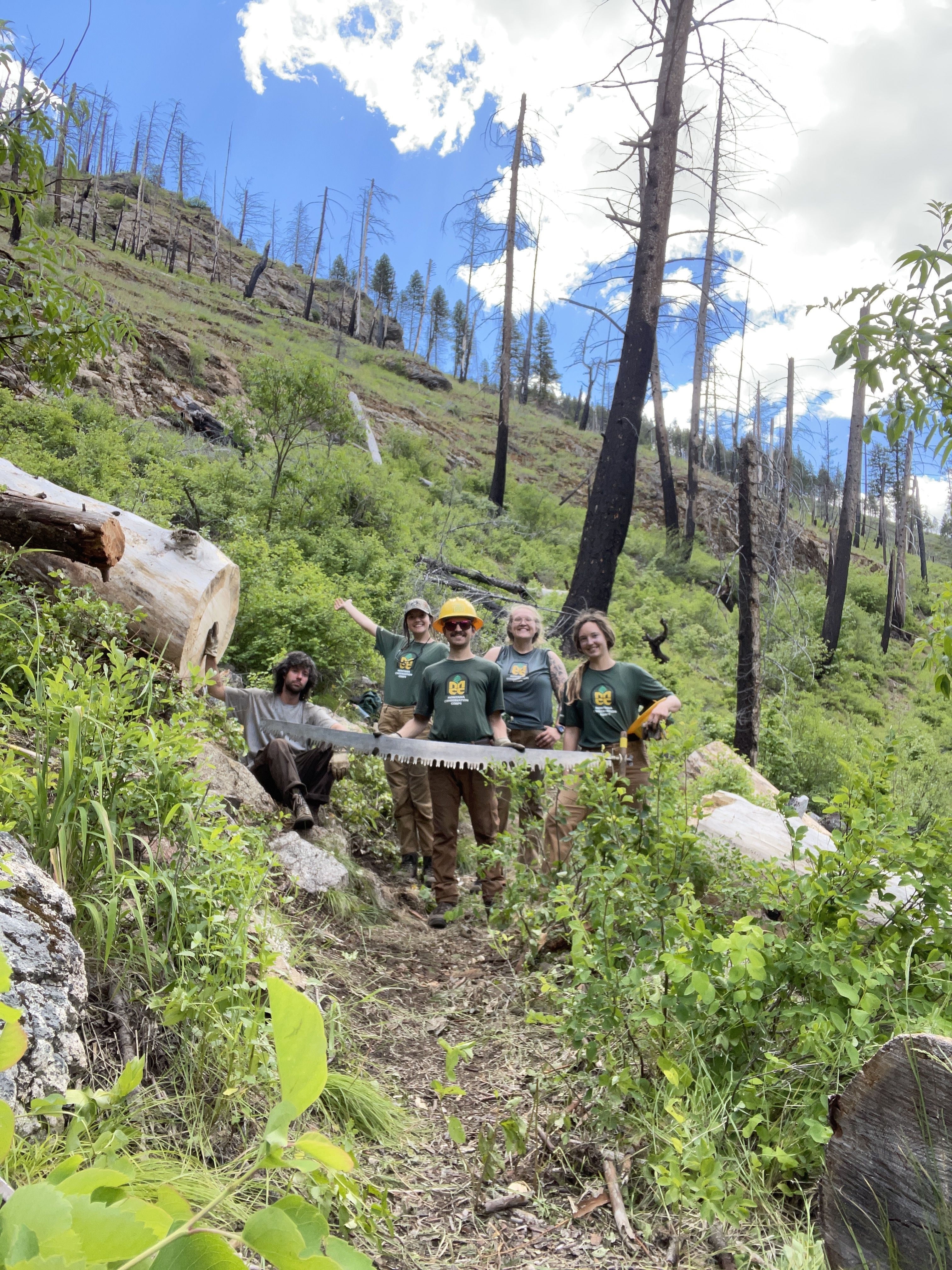 A crew stands smiling and holding a crosscut saw horizontally. They are standing between two large stumps extending out of frame up the hillside, and down the hillside, indicating that they cleared a large fallen log.