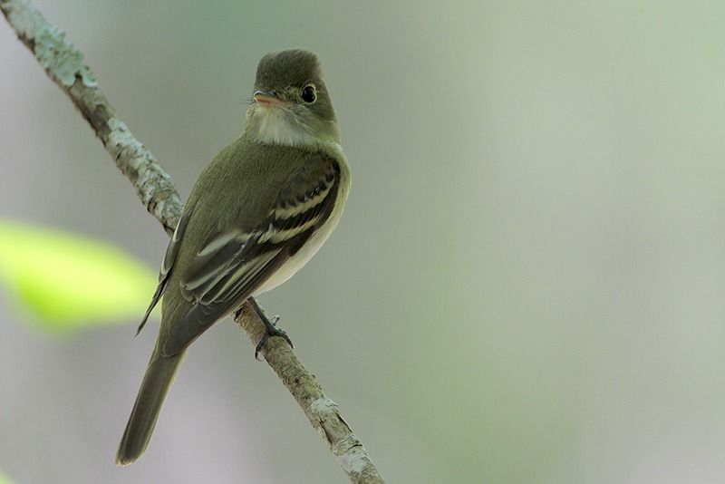 Acadian Flycatcher