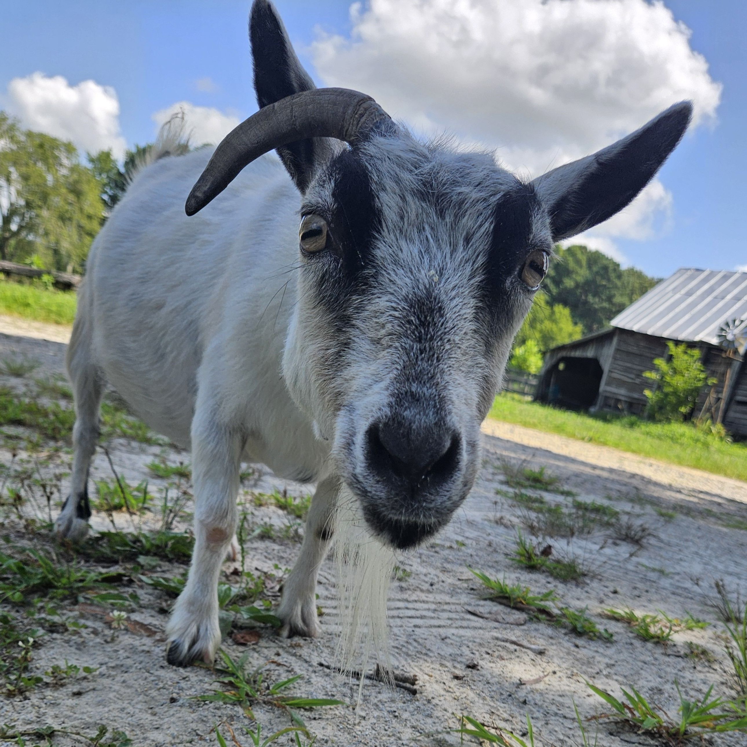 Watch Feta be so excited for her Rescuanniversary