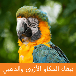 Blue and Gold Macaw