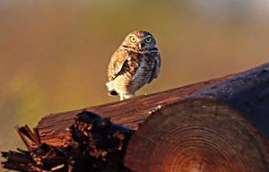 Burrowing Owl