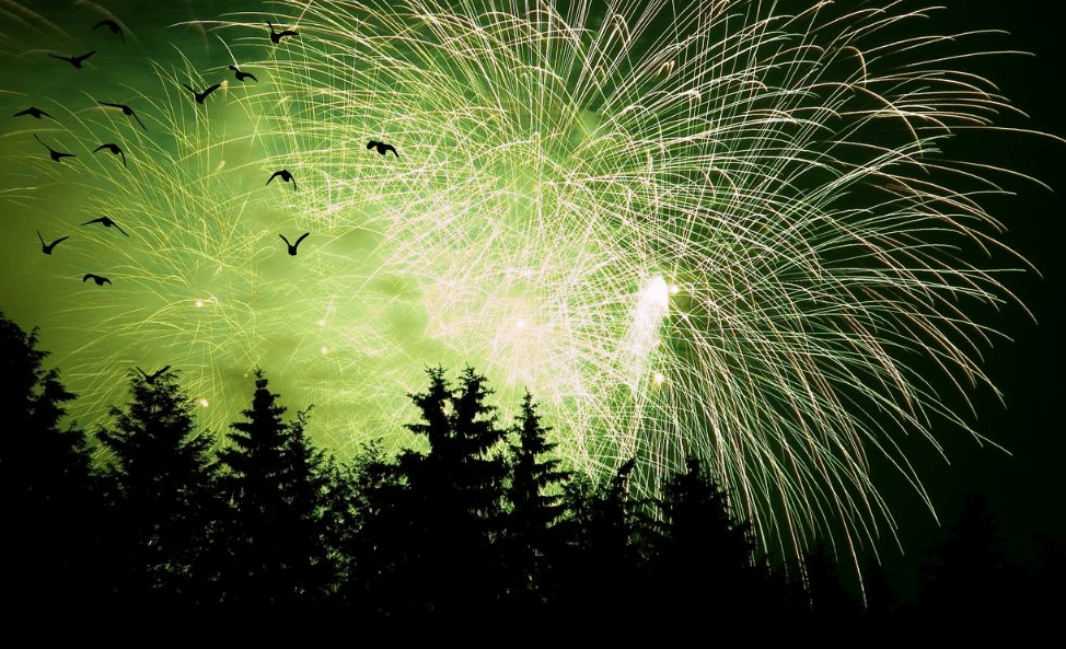 Fireworks History and Their Impacts on Wildlife