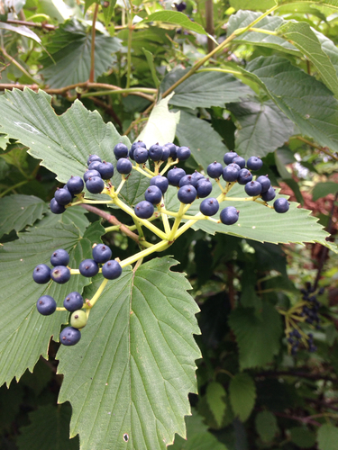 Arrowwood Virburnum - Pack of 5 Seedlings (12"-18")