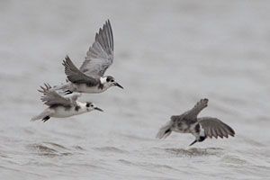 Black Terns