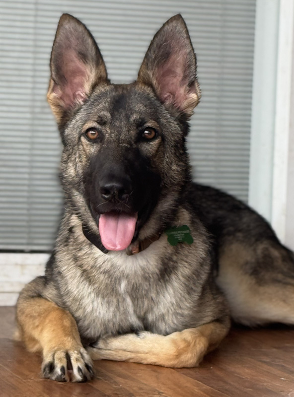 Nova