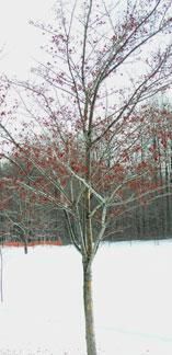 Daily Prayer December 28