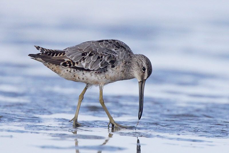 Short-billed Dowitcher