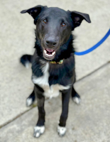 Indigo - ADOPTION PENDING