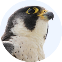 Watch Peregrine Falcon: Lord of the Skies