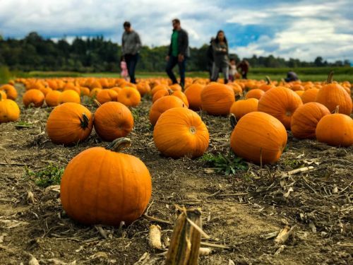 Pumpkin Patch Activities your Family will Love this Fall