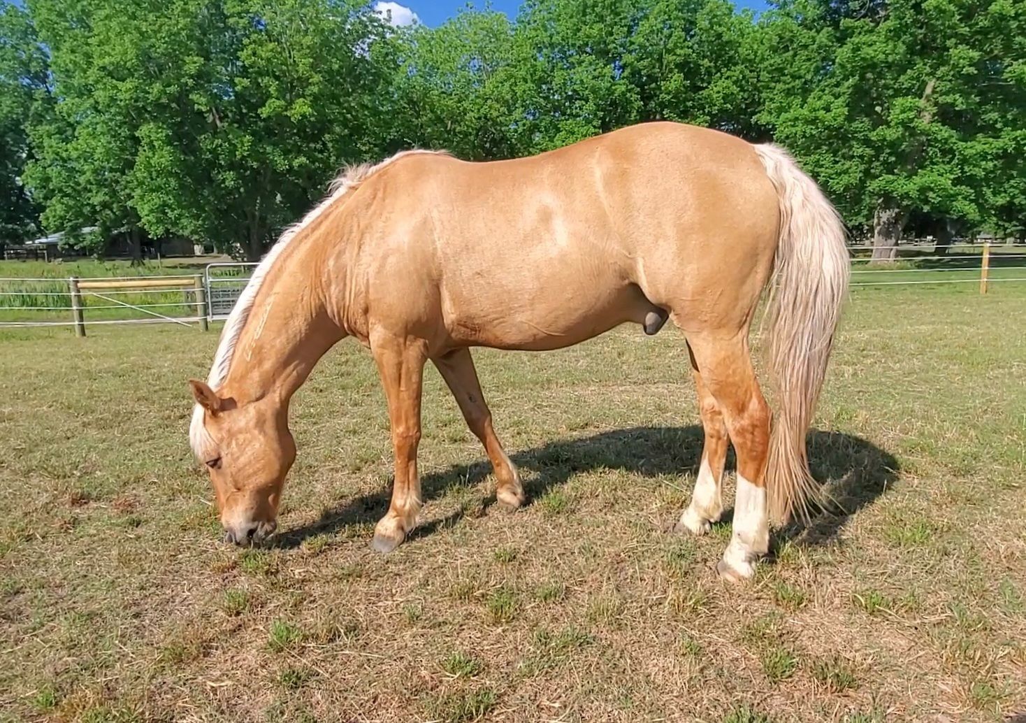 is a Mustang owned by Amanda Thompson and is the main BGHNC Eagala Therapy horse. Gilligan has competed in horse shows across the country.