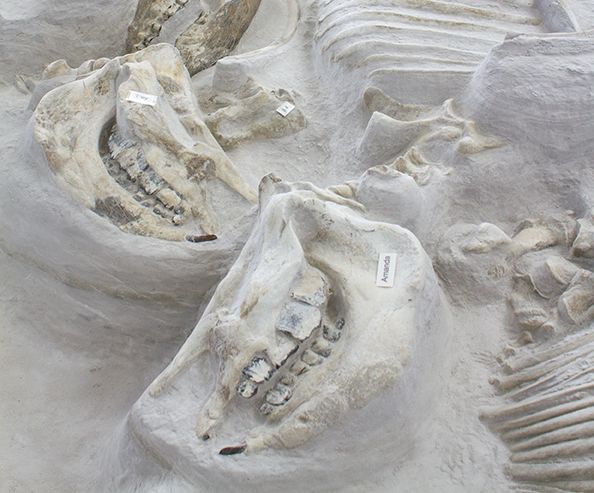 Ashfall Fossil Beds