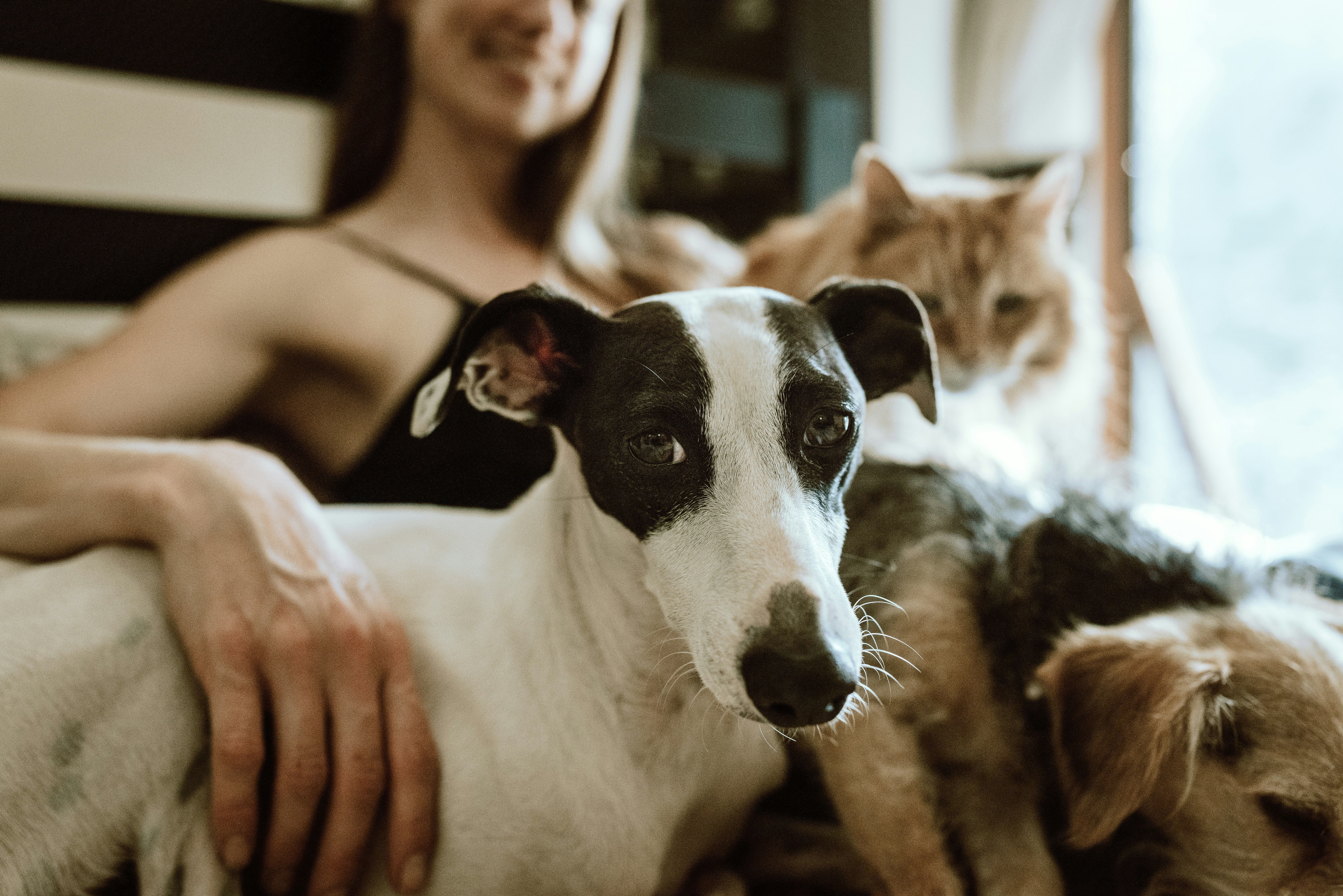 Animals for Adoption