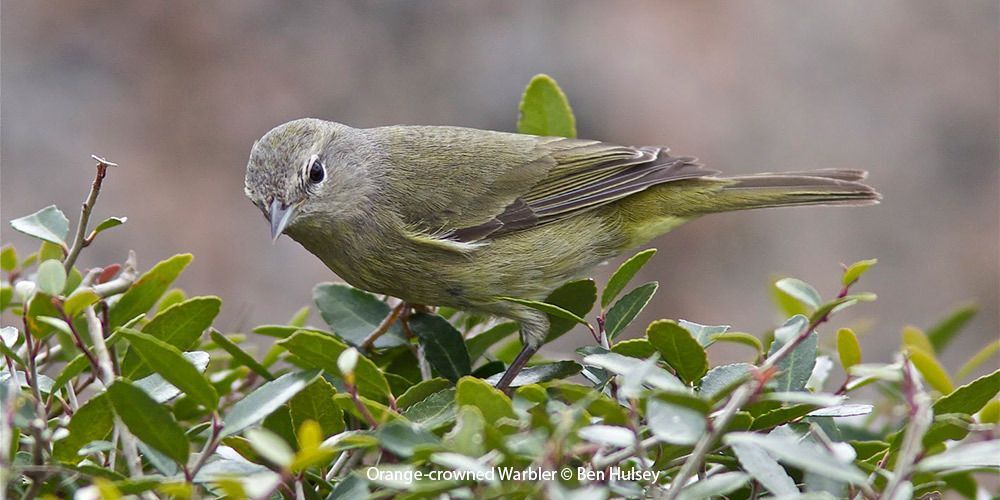 Orange-crowned Warbler 