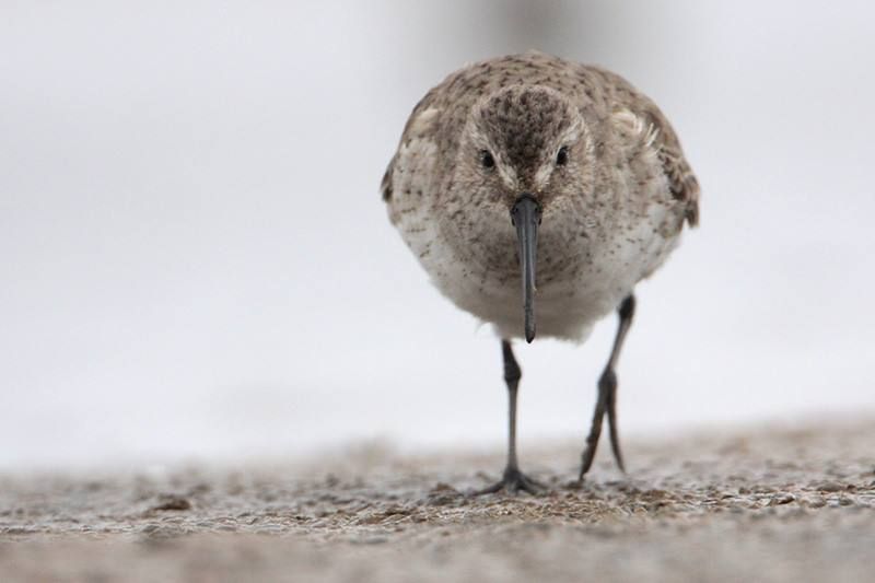 Dunlin